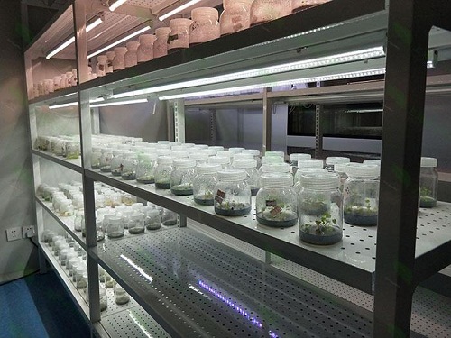 南川植物组织培养实验室设计建设方案